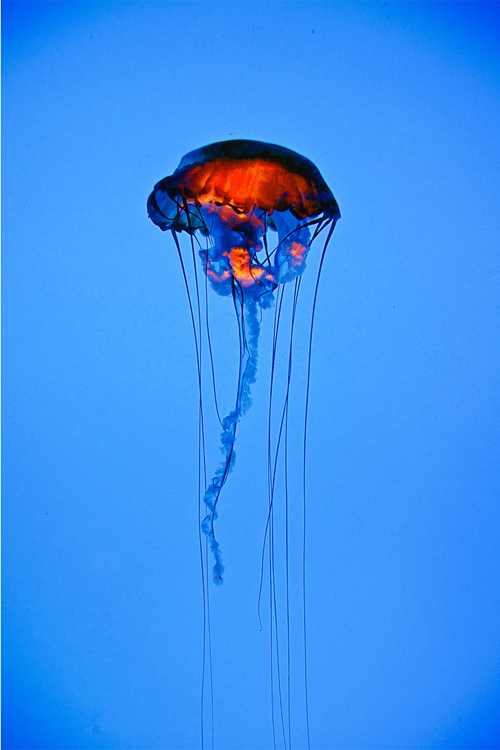 givncvrlos:  West Coast sea nettle    