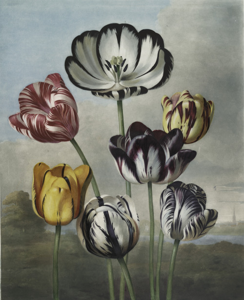 TulipsRobert John Thornton (British; 1768–1837)1798–1807Aquatint In: New Illustration of the Sexual 