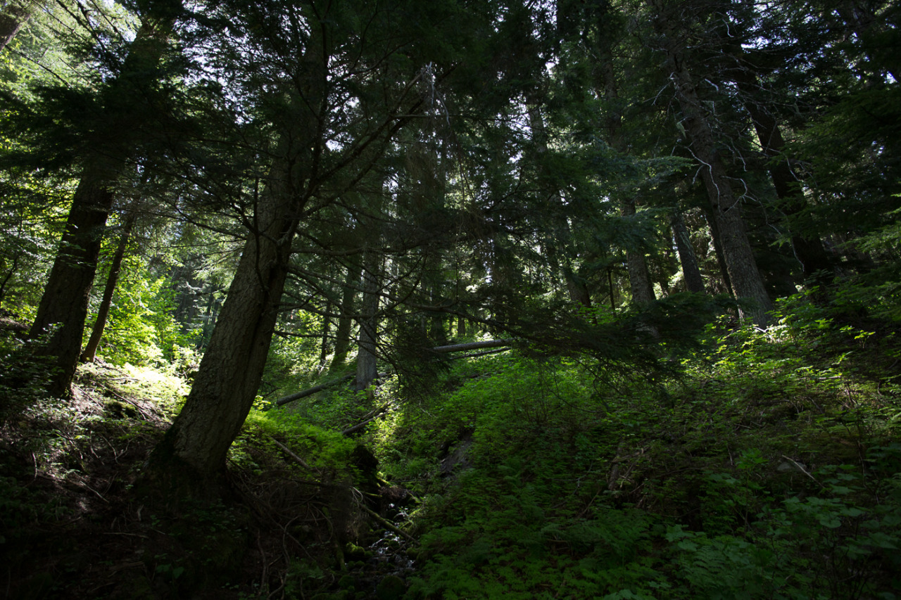 lobo-de-luna:  Adventures around Mt Spokane.Part 1