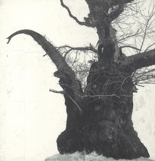 nemophilies: Patrick Van Caeckenbergh, Drawings of old trees on wintry days during 2007-2014