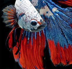 archiemcphee:  Thai photographer Visarute Angkatavanich takes dazzling photos of Siamese fighting fish, also known as betta fish, and goldfish. His intensely detailed portraits bely the aggressive temperament of the bettas and instead highlight their