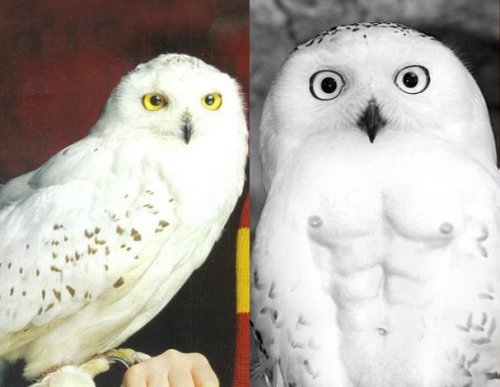 rebelliousllama:  countingmycrosses:  ibilateral:  ferocityshedanced:  jeremy–li:  Harry Pottery and the glorious puberty  Jesus christ Ginny wow  is no one else gonna comment how Hedwig was given abs or………  Puberty was kind to these people