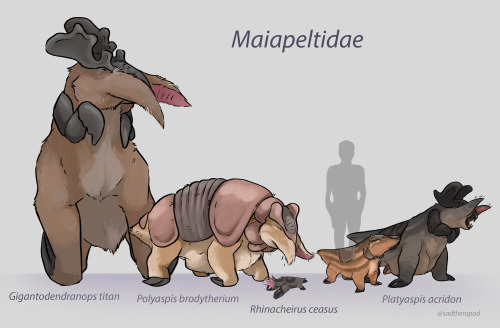 Here’s my submission for Wallace ll!The Maiapeltids (”Mother Sheilds”) are a family of megafauna der