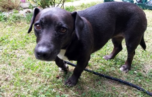 animalcharitiesuk: Dog of the Day Lily, from Holly Hedge Animal Sanctuary, Bristol. Click here for m