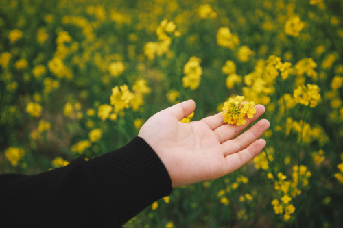 2022-04-23rape flowersCanon EOS R3 + RF15-35mm f2.8L ISInstagram  |  hwantastic79vivid