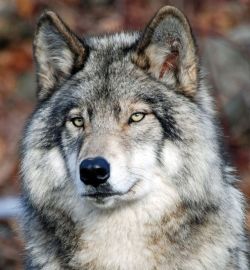wolfsheart-blog:Grey Wolf by Jacques.