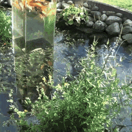 arborealgargoyle:oarfjsh:arborealgargoyle:  blondebrainpower:Vertical koi pond feature. can the fish CHOOSE to go in there or not?? who decided to empower them with a fish-wizards tower so that they may gaze out onto the realm of humankind????? this is