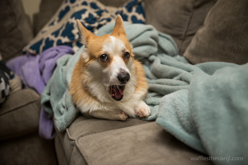 Waffles settling down for a long winter’s nap.