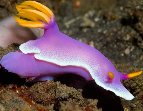 sanctusapparatus:I love sea slugs