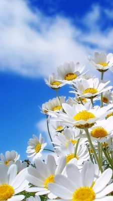 flowersgardenlove:  Daisies Beautiful gorgeous