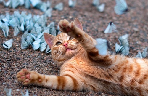 The stunning sight of hundreds of bright blue butterflies was almost too much for the six-month-old 