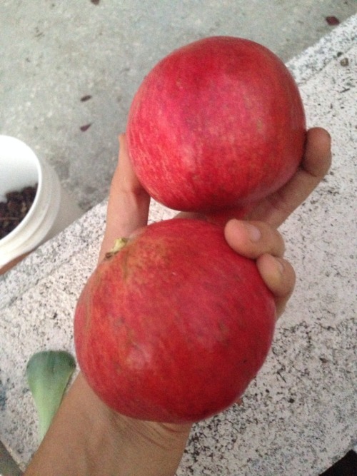 Giant pomegranates from my tree. It&rsquo;s so easy to plant a tree and tend to it.