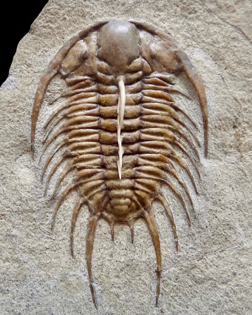 A photo of a fossilized trilobite. It has a multi-segmented body and spines protruding from either side.