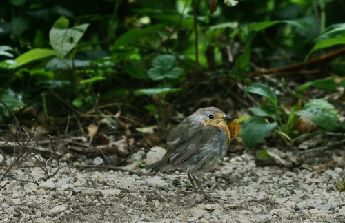 Rudzik Erithacus rubecula