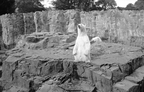 Polar Bears in Glasgow Zoo, Mid-20th Century