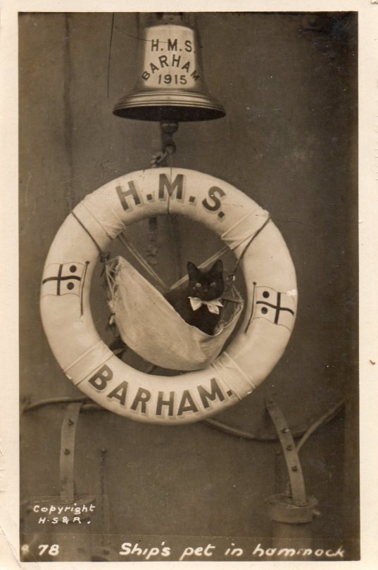 Ship's Pet Or Better Ship's Cat In Hammock Aboard HMS Barham, 1915