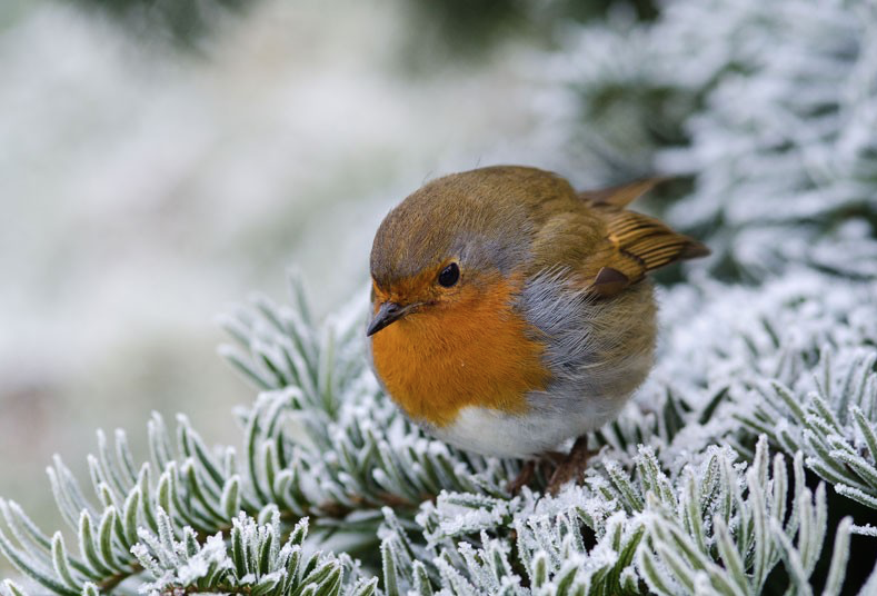 nubbsgalore:  precious lil snowballs. (click pic or link for credit x, x, x)  