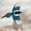 watch-the-magpies