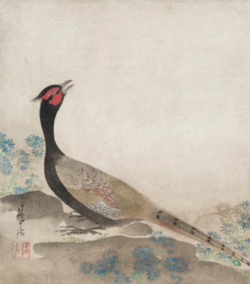 cma-japanese-art: Pheasant, Ogata Korin, 1658-1716, Cleveland Museum of Art: Japanese ArtSize: Frame