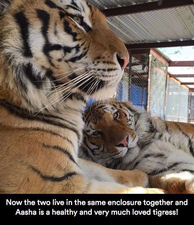 chocolatequeennk:  deapseelugia:  catchymemes:  Sick Tiger Cub Gets Rescued From