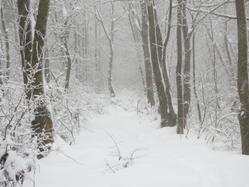 undercover-witch:My hike in the snowy mountain - Brașov