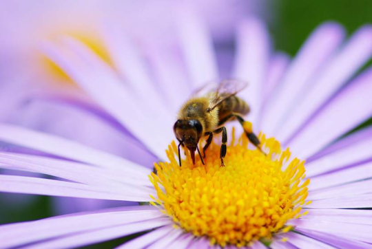 Bee Magick - Save the Bees