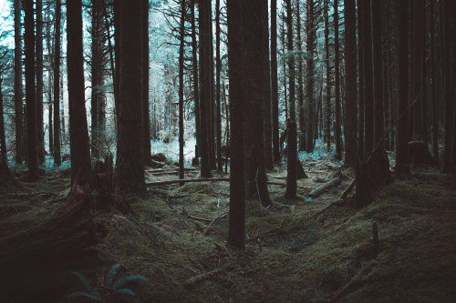 salboissettphoto:  Lush forest at Golden ears park, Bc Instagram:www.instagram.com/young.see