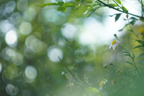 「ひかりのたま」sony a6400HELIOS 44-2 58mmオールドレンズ旅