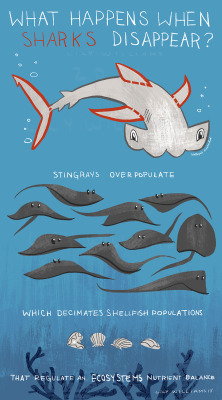 thingsiphotoshopped:  I wanted to make some info images for sharks. More information below. Overfishing  Predators and sea creatures Seals and cod Hypoxia and dead zones Are you finished with finning?  Interested in owning these? Posters, cards, prints