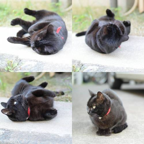 近所の人懐っこいクロネコさん。#cat #blackcat