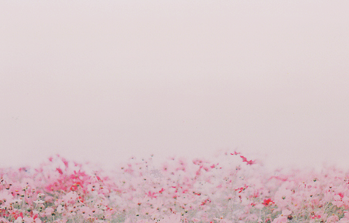 sadthingsmakemehappy:  flowers