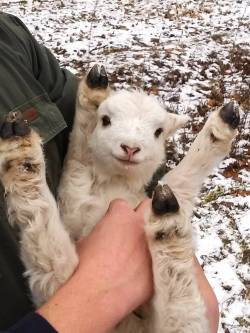 awwww-cute:  A tiny, happy, two-day-old lamb