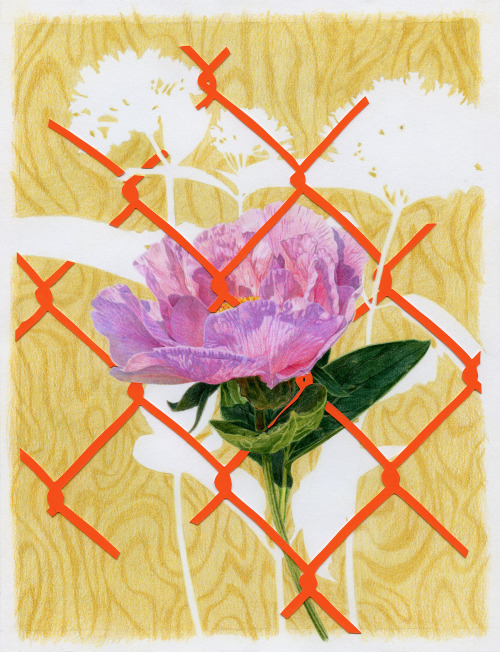 Mixed media artwork of a single peony, ghosts of purple milkweed on a field of gold atmosphere with an orange fence intersecting the forms