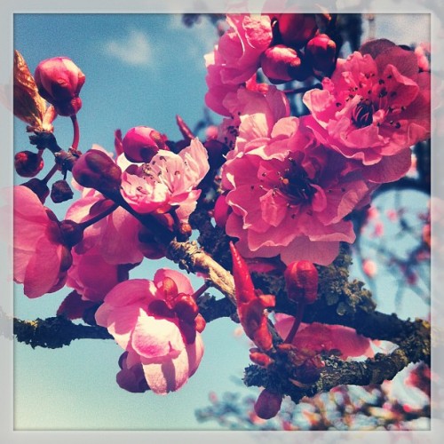 Hello beautiful. I missed you. #cherryblossom #flowers