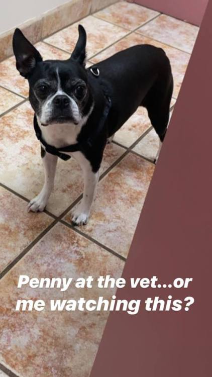 Penny at the vet… Or me watching this? Instagram: sarahurie