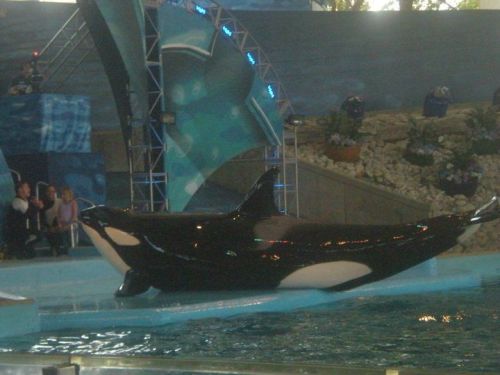 Gender: FemalePod: N/APlace of Capture: Born at SeaWorld of FloridaDate of Capture: Born on December