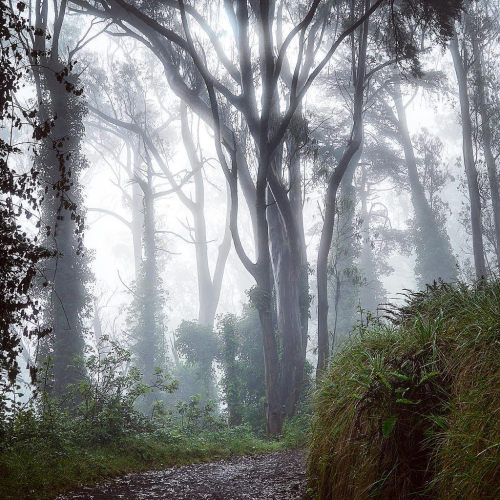 Early birds get the spooky hike through Mount Davidson Park. And mist on their bird-faces. by S&eacu