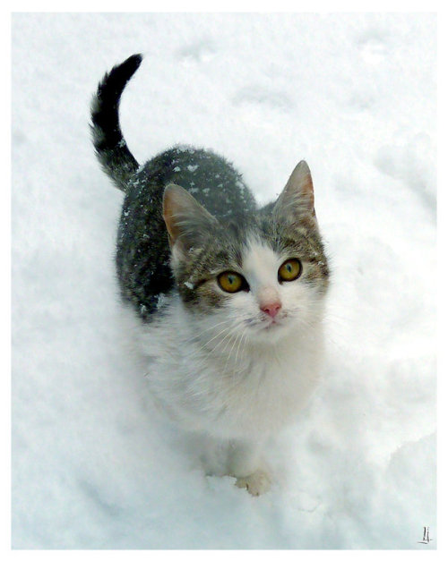 navaan:Lost in snow by *jankolas