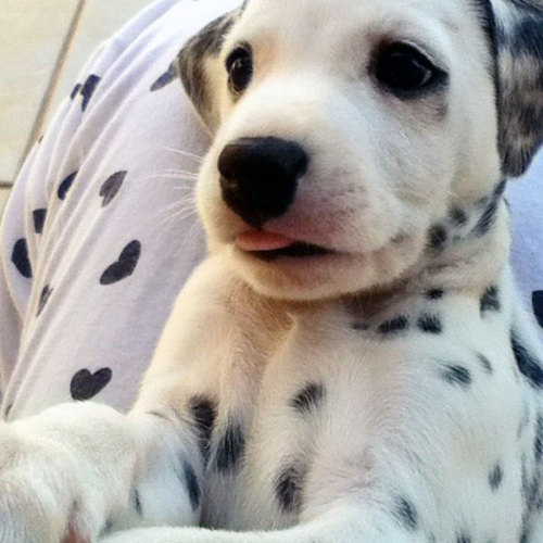 cute-overload:  So cute puppy i have ever seen in my lifehttp://cute-overload.tumblr.com source: http://imgur.com/r/aww/2Lj9dKj