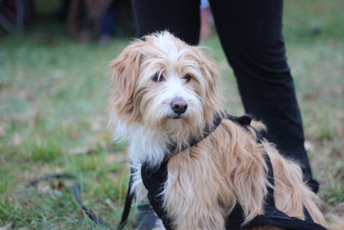 Pippin, the gorgeous golden colored mixed breed. Owned by Grace Bartelson, photos taken at an IWPA e