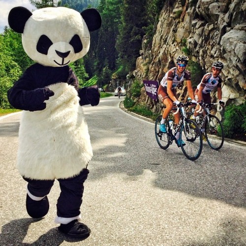 laicepssieinna:  From alainrumpf - I went to the Dauphiné and saw a Panda ift.tt/1lnz61VVive 