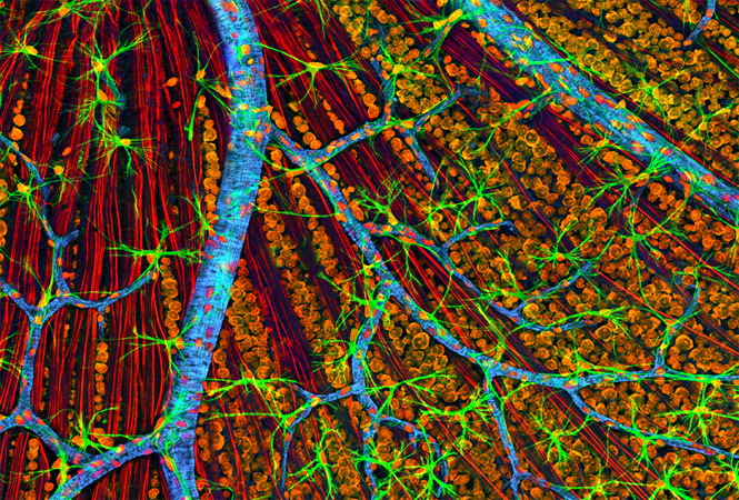 medicalschool:  Quadruple fluorescence image revealing the complexity of the optic