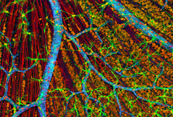 medicalschool:  Quadruple fluorescence image revealing the complexity of the optic fiber layer of a mouse retina. Optic nerve axons and glial cells are stained red and green, respectively while actin in the blood vessel-ensheathing endothelial cells are