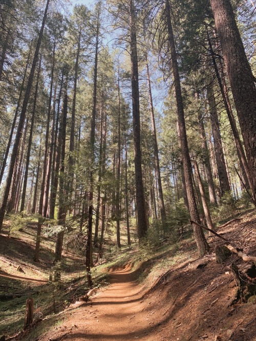 Late mornings at the edge of the Eldorado National Forest are perfect for a relaxing hike among the 