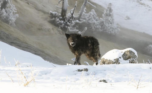 animals-plus-nature:  Yellowstone Wolf by Andy Bean on Flickr.