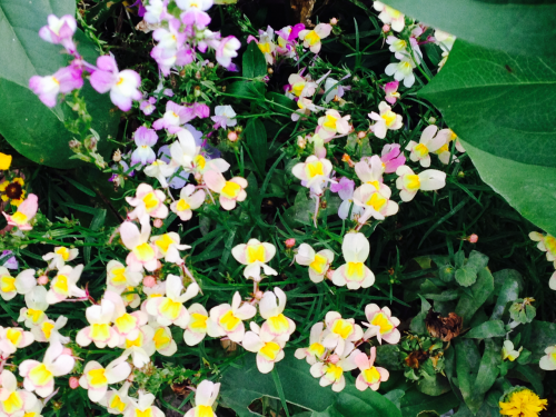 gyldenstjerne:tiny wildflower-types after day of drizzle