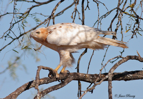 deermary:  Leucistic Red-Tailed Hawk
