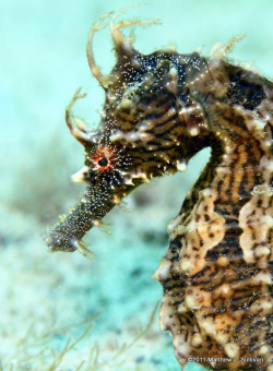 flowerling:  Lined Seahorse- Hippocampus erectus | MattSullivan 