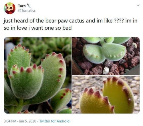 dysphorie: @clairefable plz to draw cactus bear