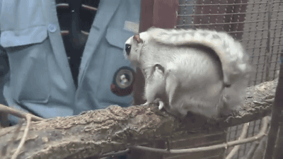 gifsboom:  Russian flying squirrel. [video] [Mmovies21] 